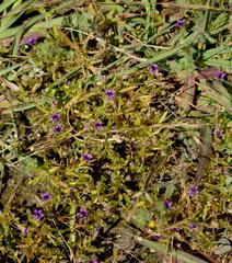 Monopsis debilis depressa