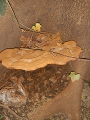 Ganoderma polychromum
