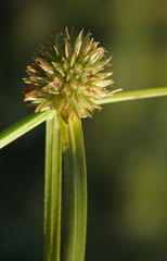 Cyperus pseudovestitus