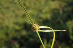 Cyperus pseudovestitus