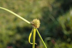 Cyperus pseudovestitus