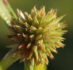 Cyperus pseudovestitus