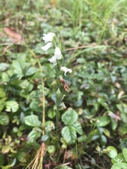 Spiranthes arcisepala
