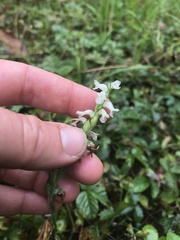 Spiranthes arcisepala