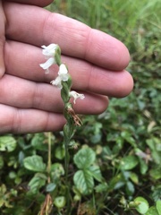 Spiranthes arcisepala