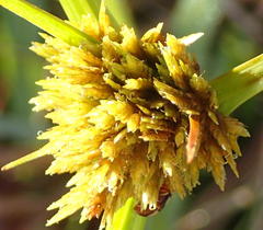 Cyperus polystachyos polystachyos