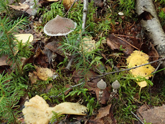 Cortinarius flexipes