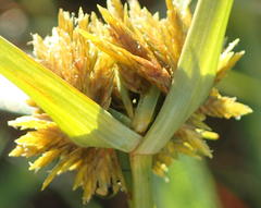 Cyperus polystachyos polystachyos