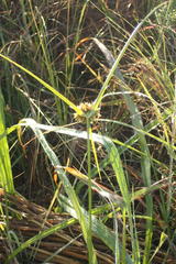 Cyperus polystachyos polystachyos