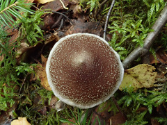 Cortinarius flexipes