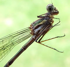 Chlorolestes tessellatus