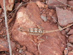Sitana ponticeriana
