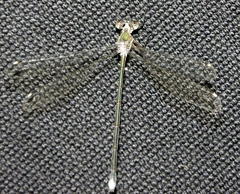 Chlorolestes tessellatus