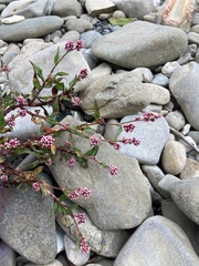 Persicaria