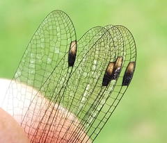 Chlorolestes tessellatus