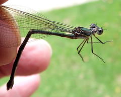 Chlorolestes tessellatus