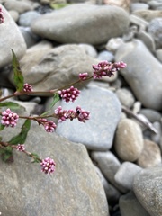 Persicaria