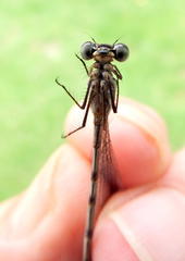 Chlorolestes tessellatus