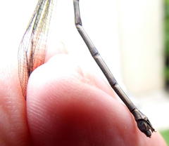 Chlorolestes tessellatus