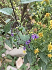 Solanum dulcamara