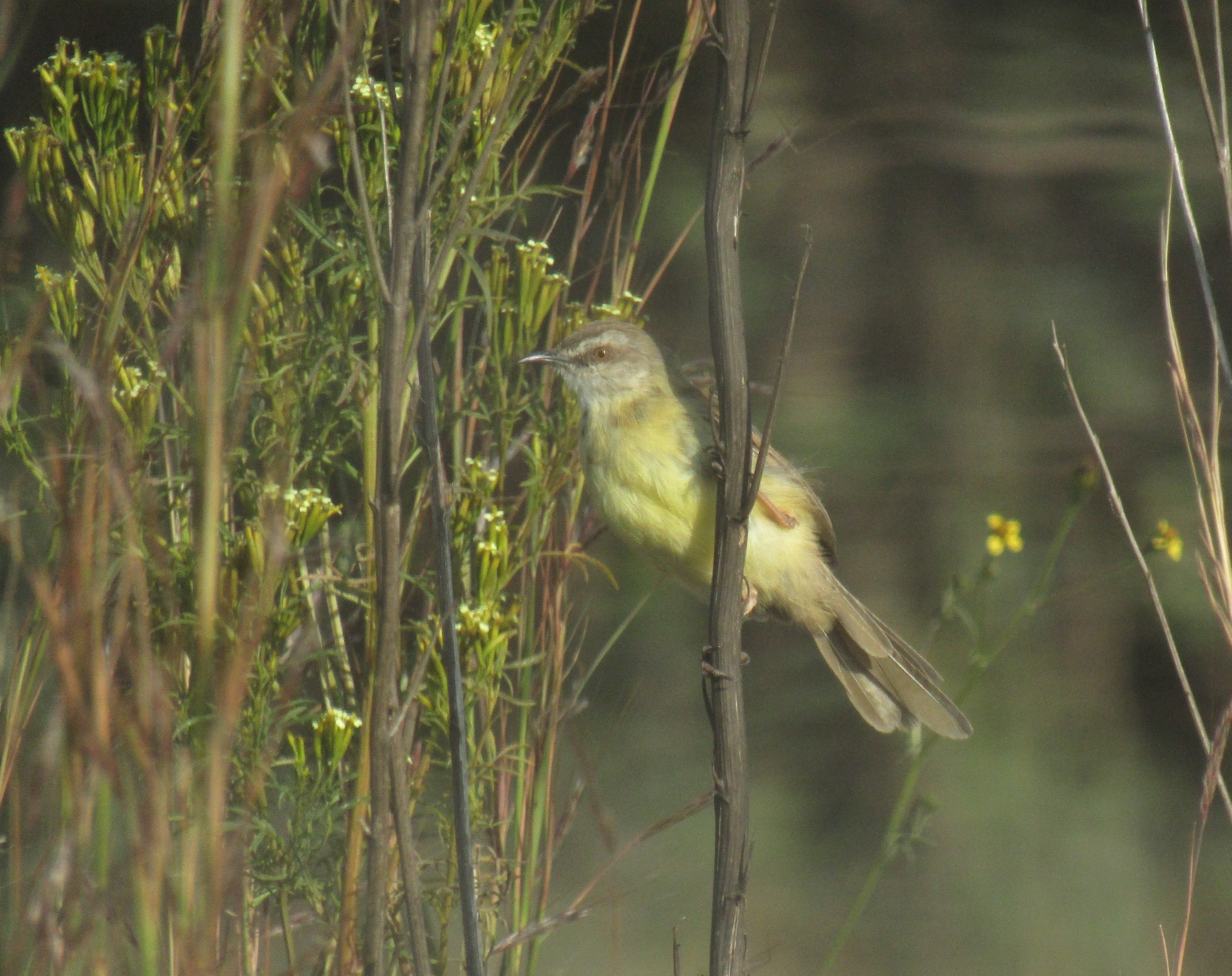 Black-chested Prinia (Prinia flavicans)