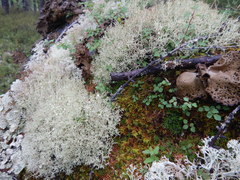 Spiraea beauverdiana