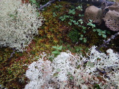 Spiraea beauverdiana
