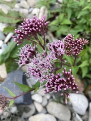 Eupatorium cannabinum