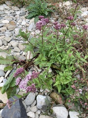 Eupatorium cannabinum