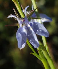 Lobelia flaccida flaccida