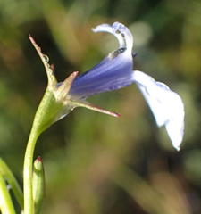 Lobelia flaccida flaccida