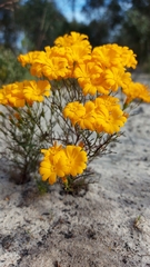 Steirodiscus speciosus