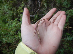 Bromus pumpellianus