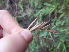 Bromus pumpellianus