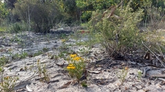 Steirodiscus speciosus