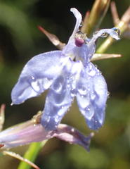 Lobelia flaccida flaccida