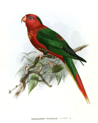Fairy Lorikeet photo 3