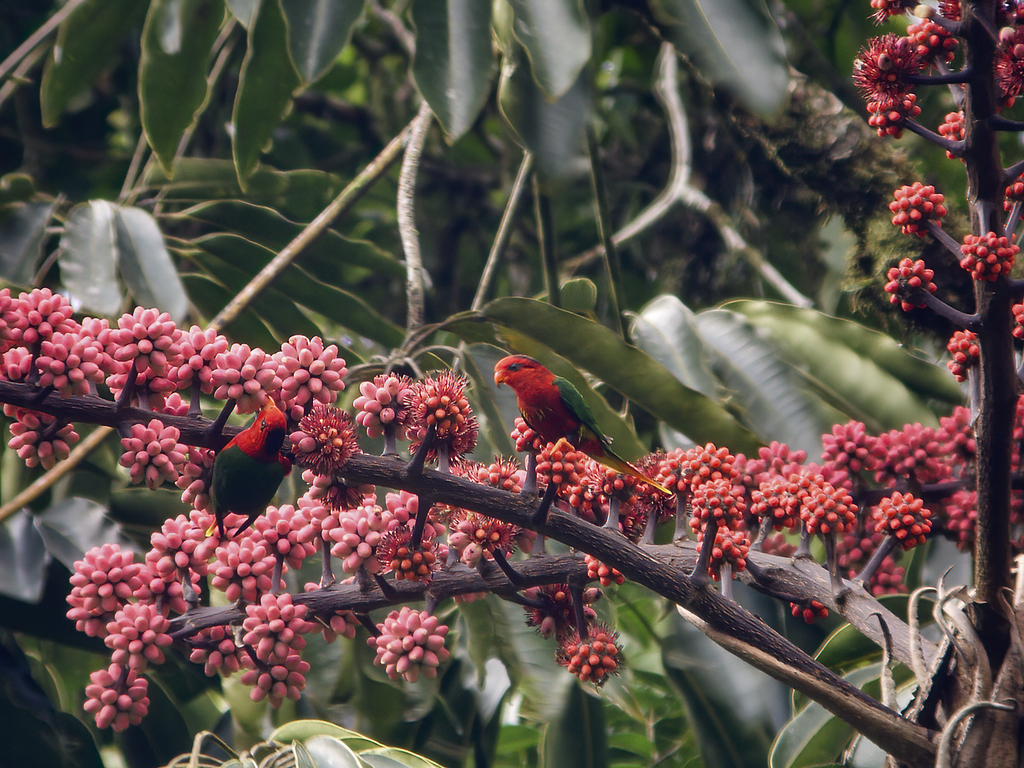 Fairy Lorikeet photo