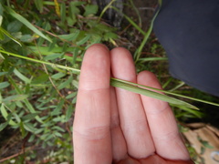 Bromus pumpellianus