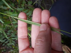 Bromus pumpellianus