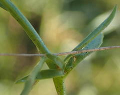 Lobelia flaccida flaccida