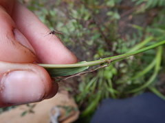 Bromus pumpellianus
