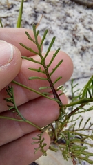 Steirodiscus speciosus