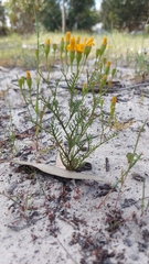 Steirodiscus speciosus