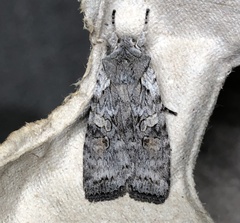 Lithophane antennata