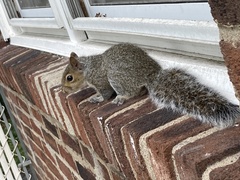 Sciurus carolinensis