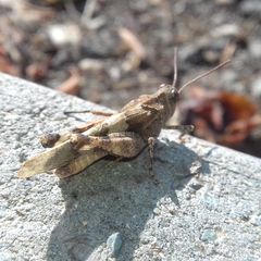 Oedipoda caerulescens