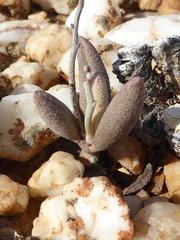 Adromischus marianiae