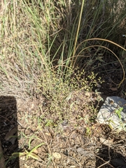 Paronychia lindheimeri