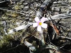 Oxalis stellata